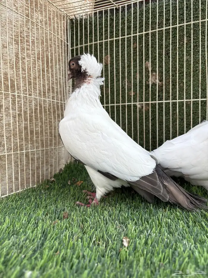 جوز سوداني 0