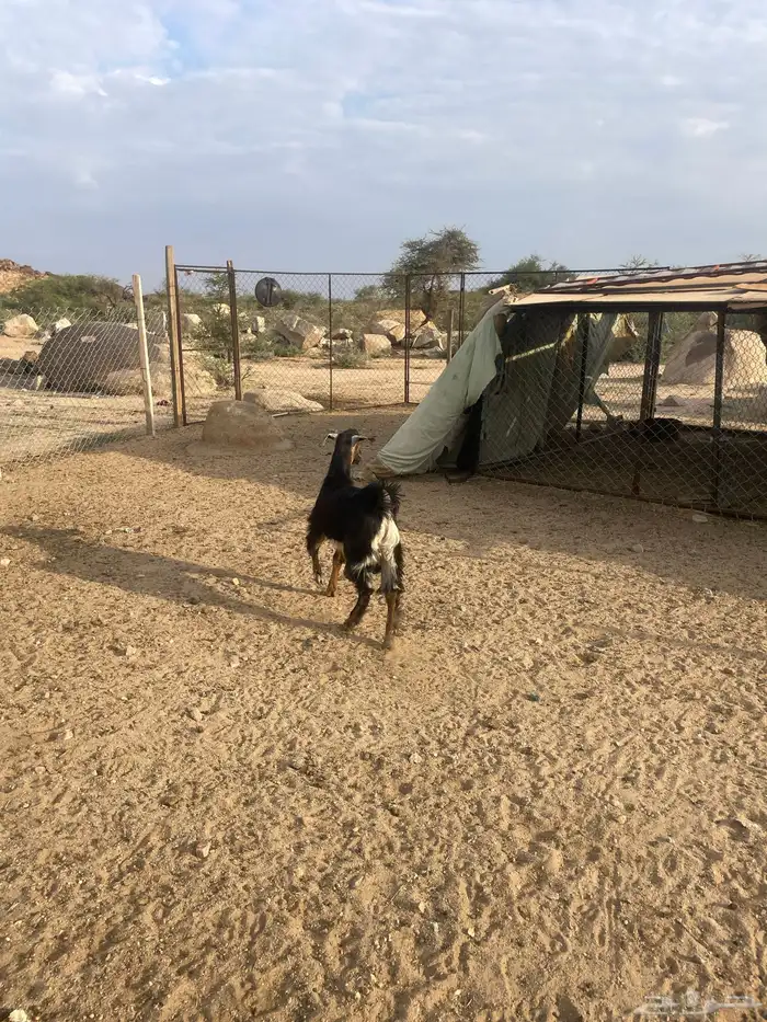 تيس فحل احوا مشروط اجم عمره 9 شهور 2