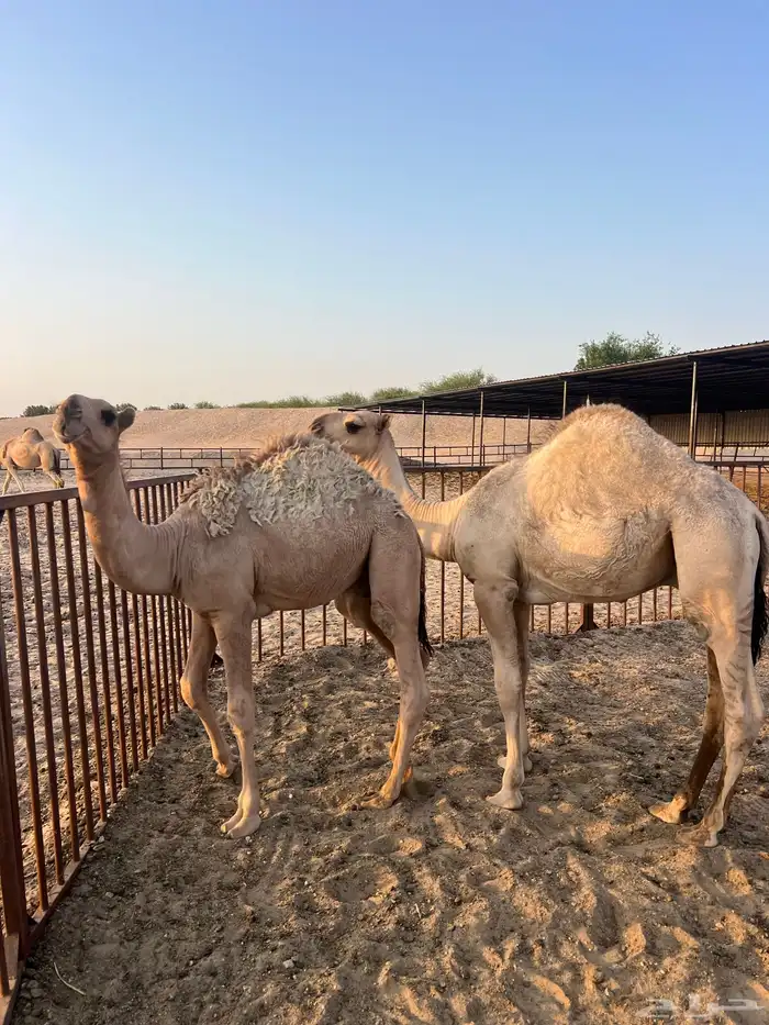 حشوى البيع 1