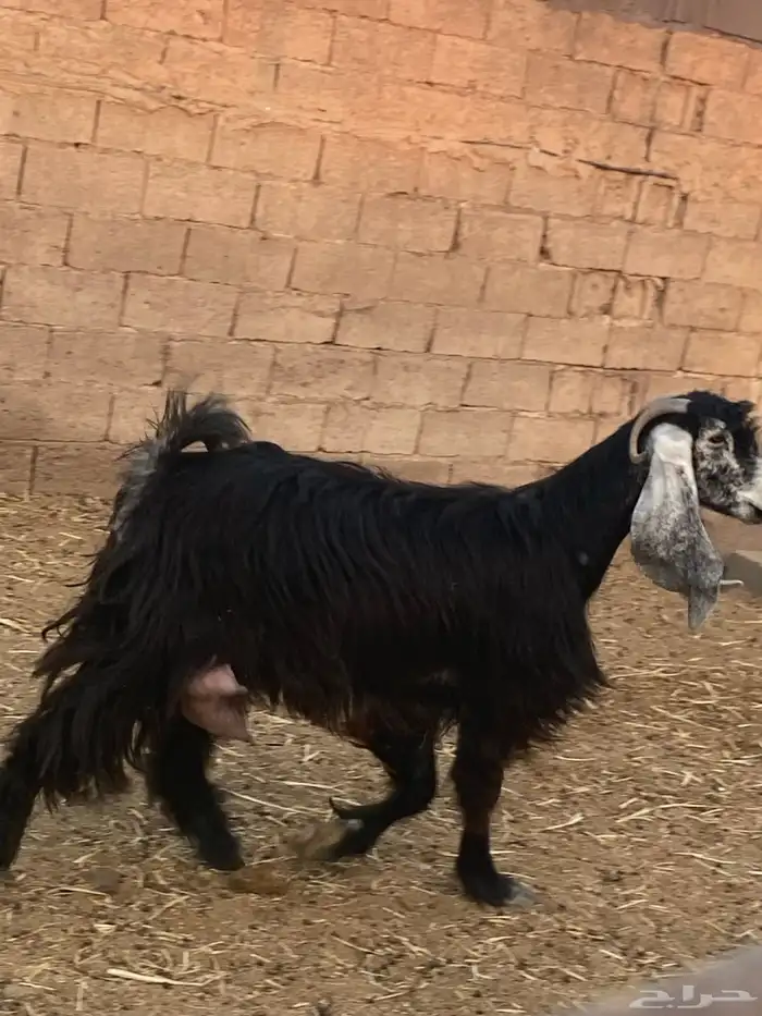 عنزه عارضيه 2