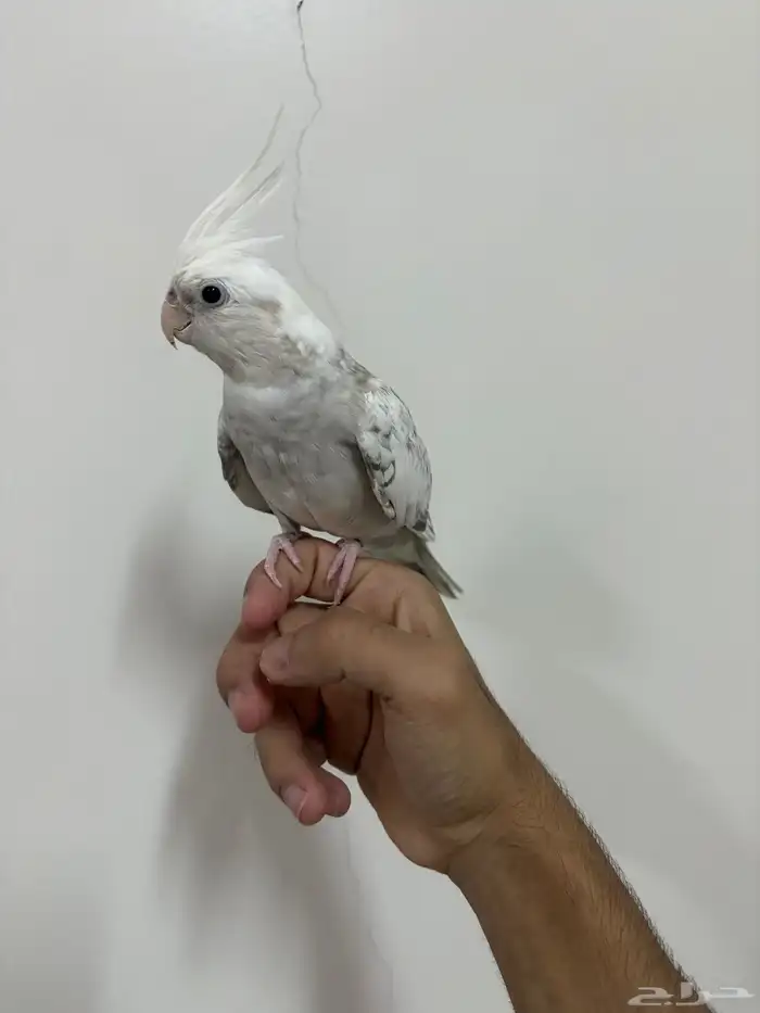 كروان هولندي اليف 1