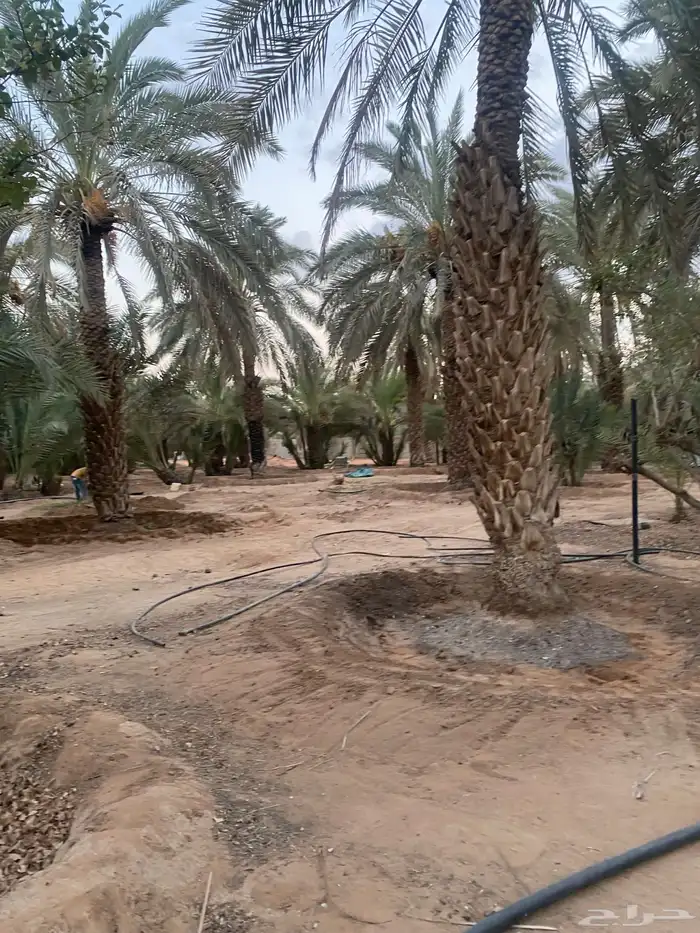 نخل طوال عدد 20 سلج وخضري 4