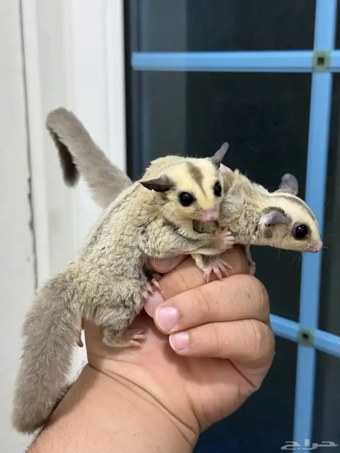 متوفر للبيع (السنجاب الطائر) بلاتينيوم sugar glider 0