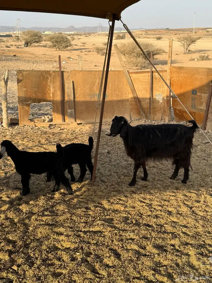 عنز تحتها عنقان للبيع 2