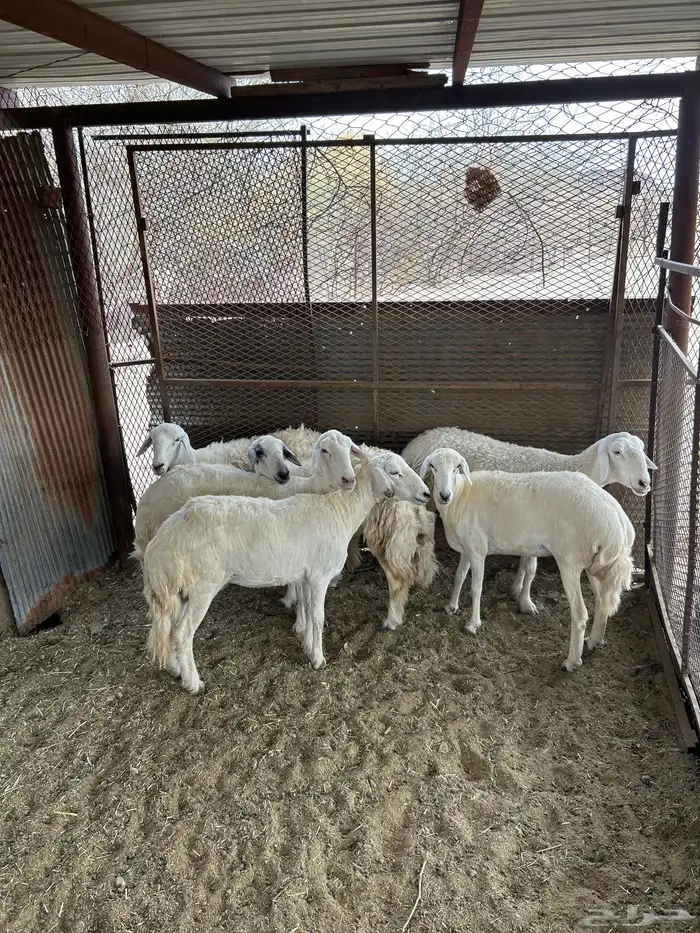 6 من الضان مقاني طيبه 0