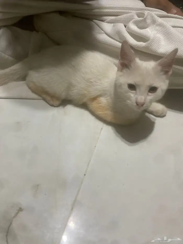 قط منزلي شيرازيه أنثى العمر 4 اشهر 0