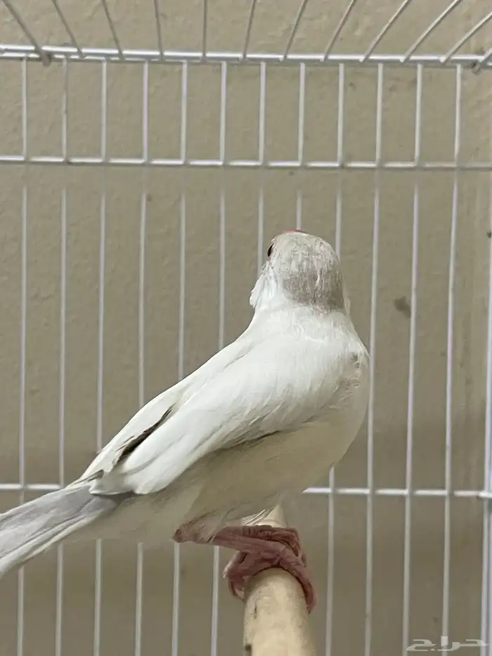 جاوا دايلوت انثى ( تم البيع ) 1