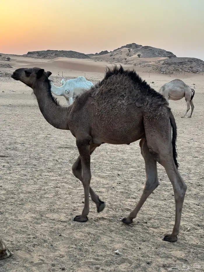 قعود للبيع 6