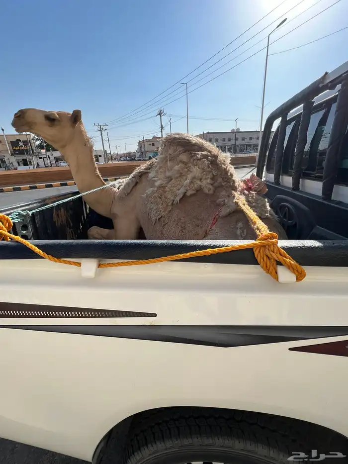 قعود مفرود مغلق شحم حليب ومضغوط توه معزول من امه 0
