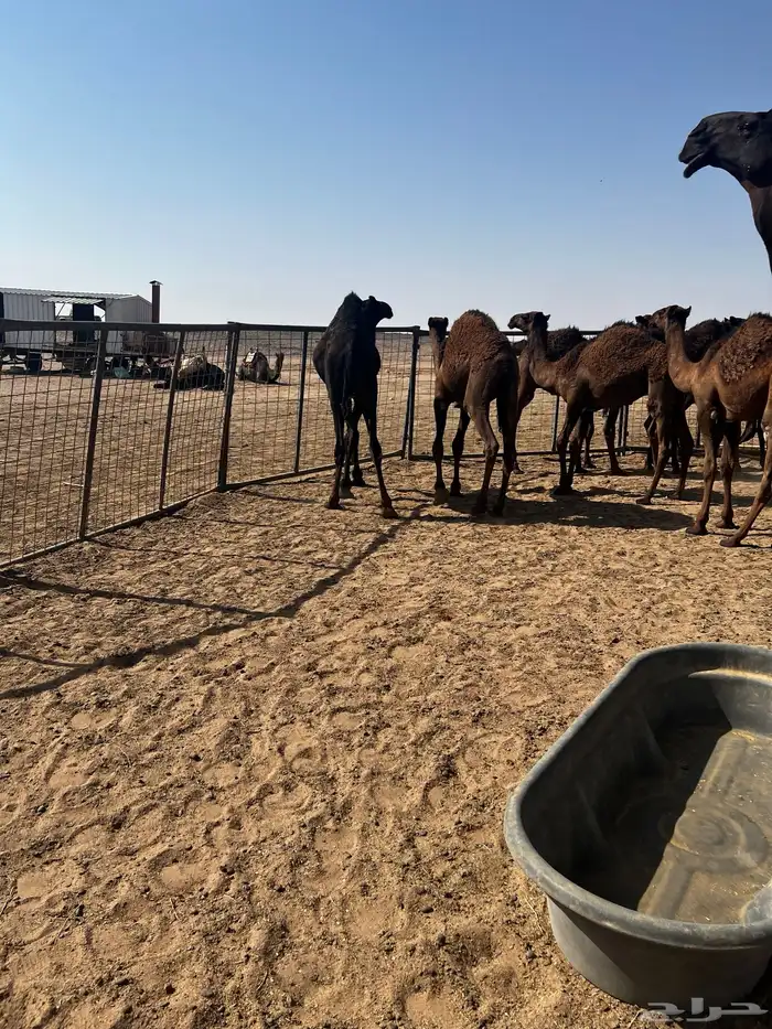 قعدان لبانيه 8