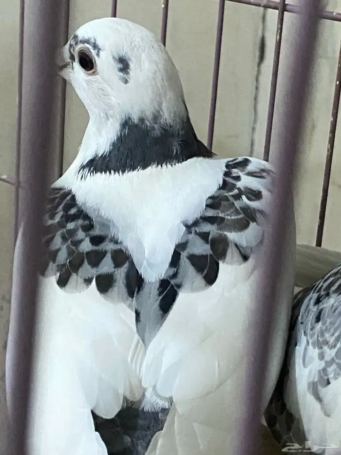 طبات زاجل سباق 5