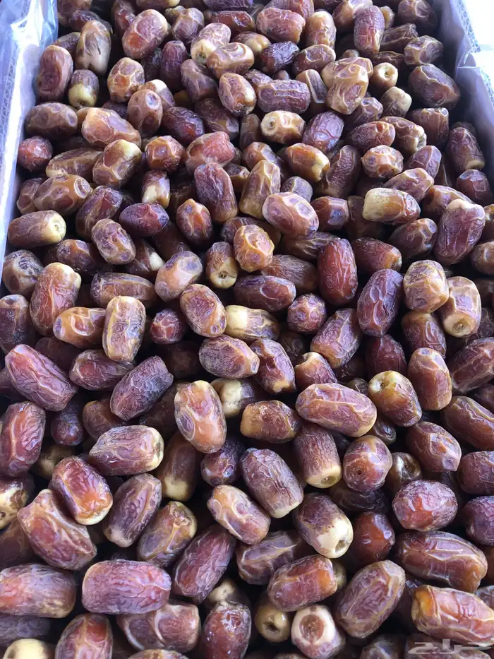 صقعي احمر طيب للبيع 1