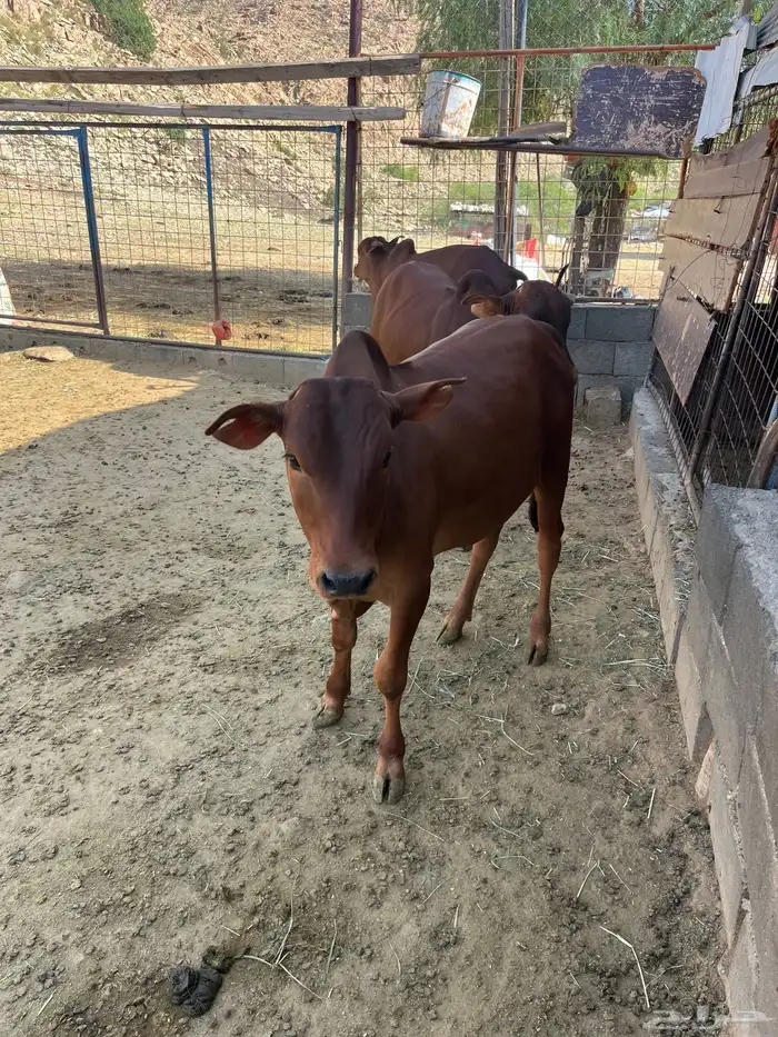 حسلان بلدي 1