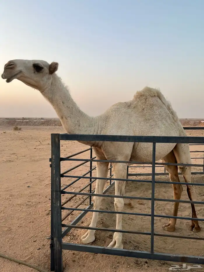 حقه للبيع على السوم 2
