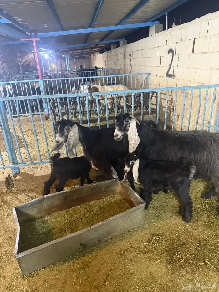 عنزين عارضيات متاويم 1