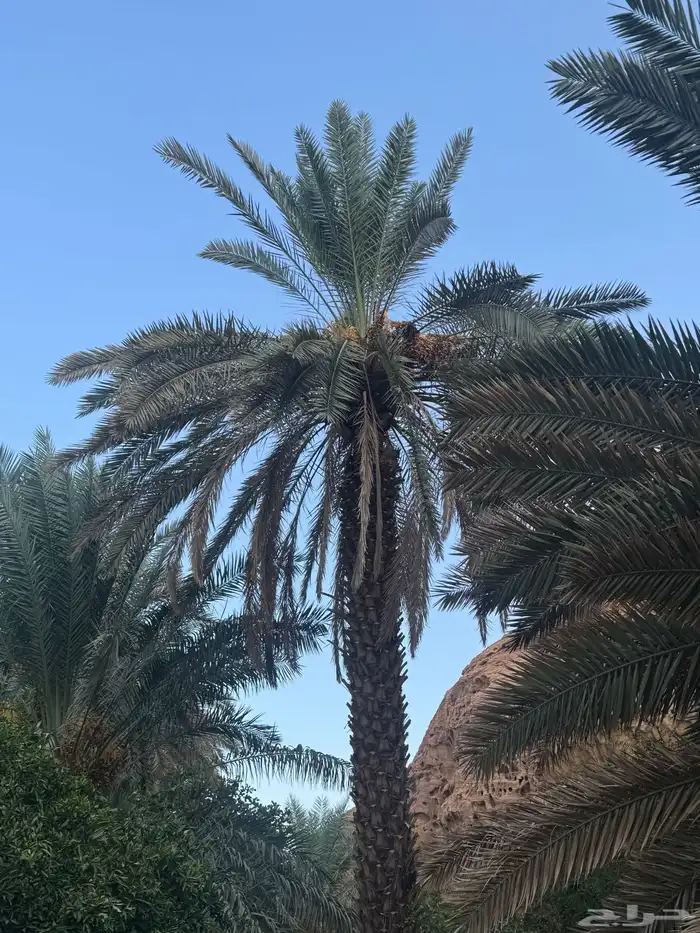 ثمار مزرعه 0