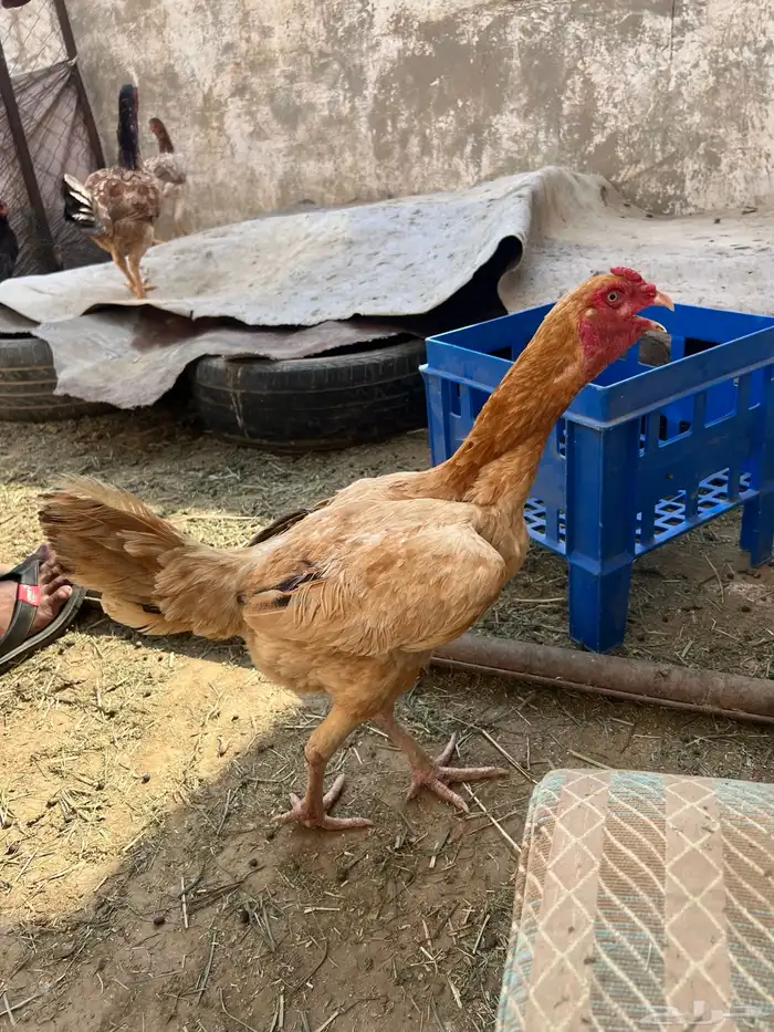 دجاج بكستاني 4