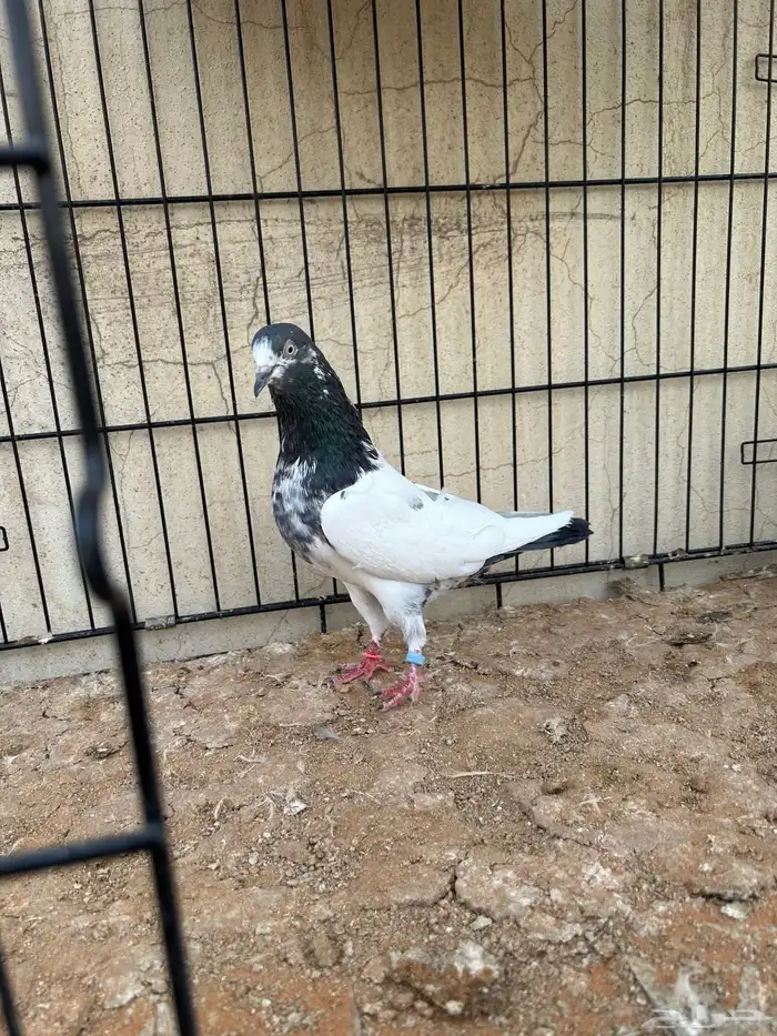 حمام باكستاني 1