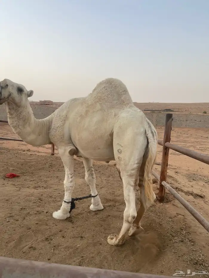 بعير فحل 2