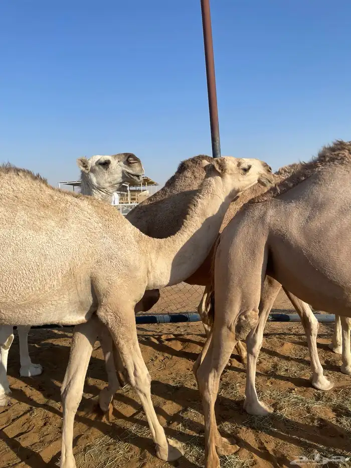 بكره مفروده جدها الحاكم 1