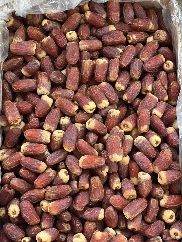 صقعي أحمر مطوق حبة كبيرة 6