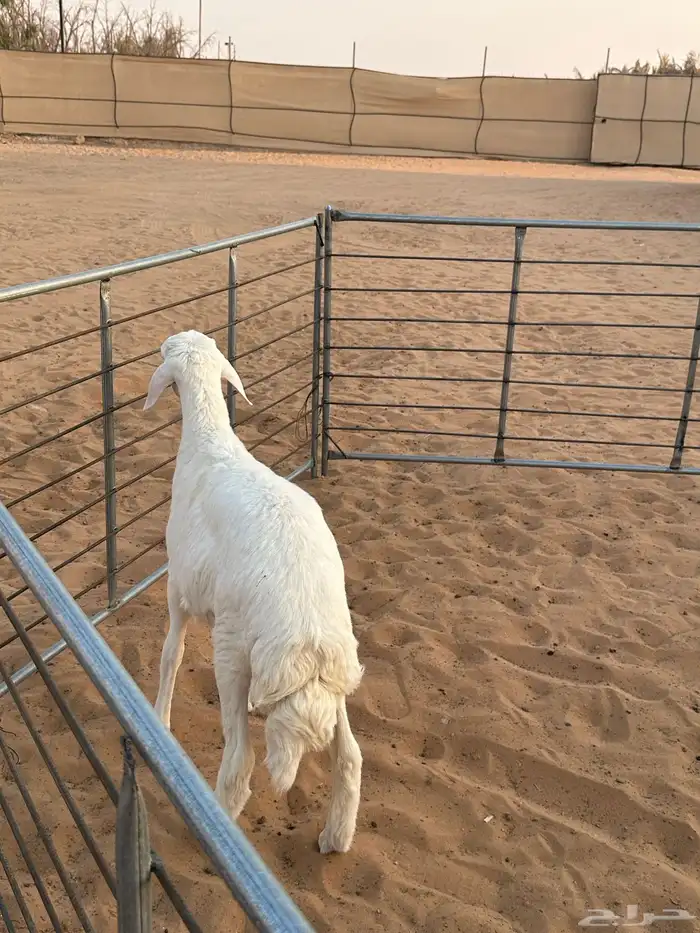 حري ذبيحة 0