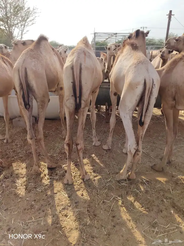 للجمله فقط قعدان صومالي من الرياض 0