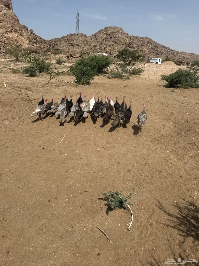 دجاج رومي 2