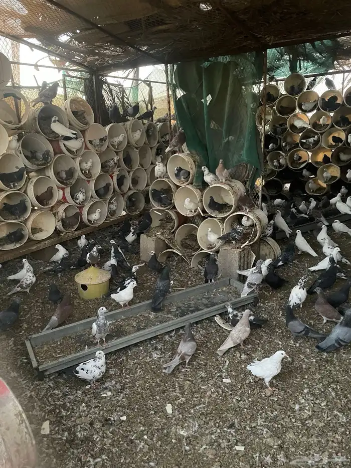 عشة حمام للبيع مشكل هندي فرنسي و عادي 0