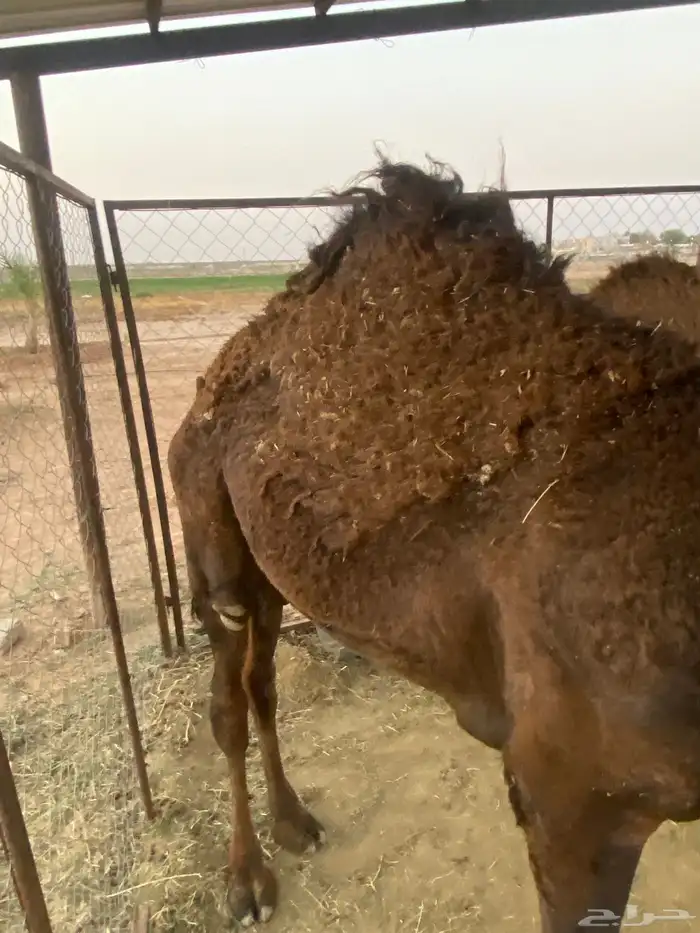 حاشي لباني قعود عالحليب و شعير وذره وحملان بلس 7