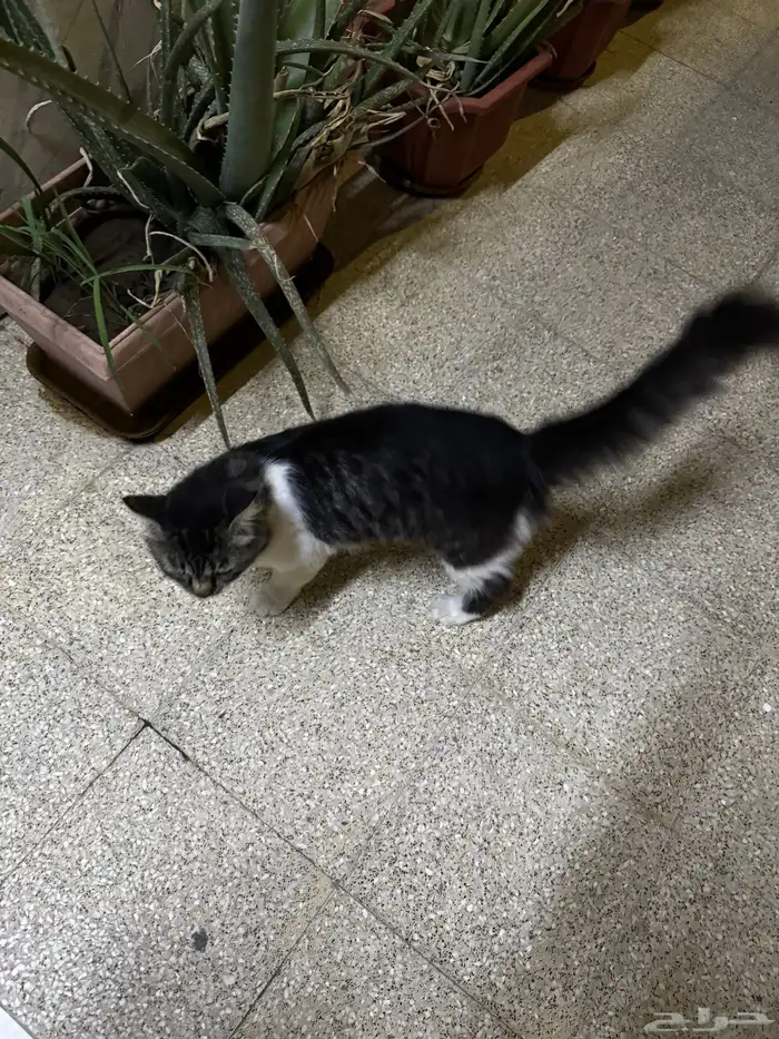 قطط بحاجة للانقاذ 4