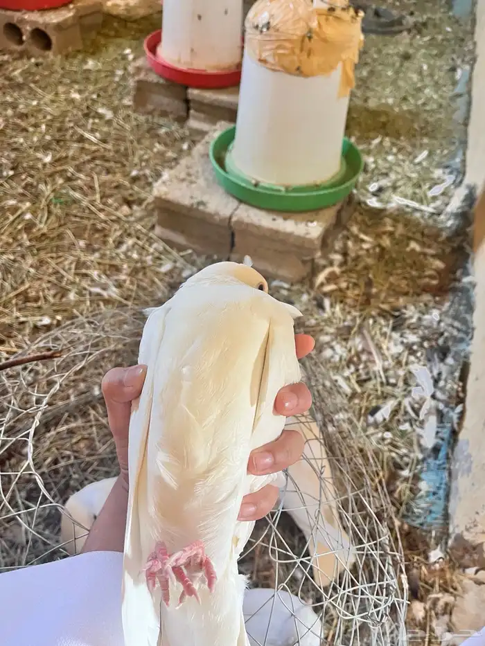 فروخ حمام فرنسي للبيع 2