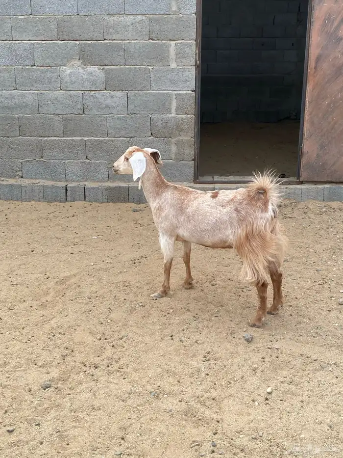 عنز دافع 2