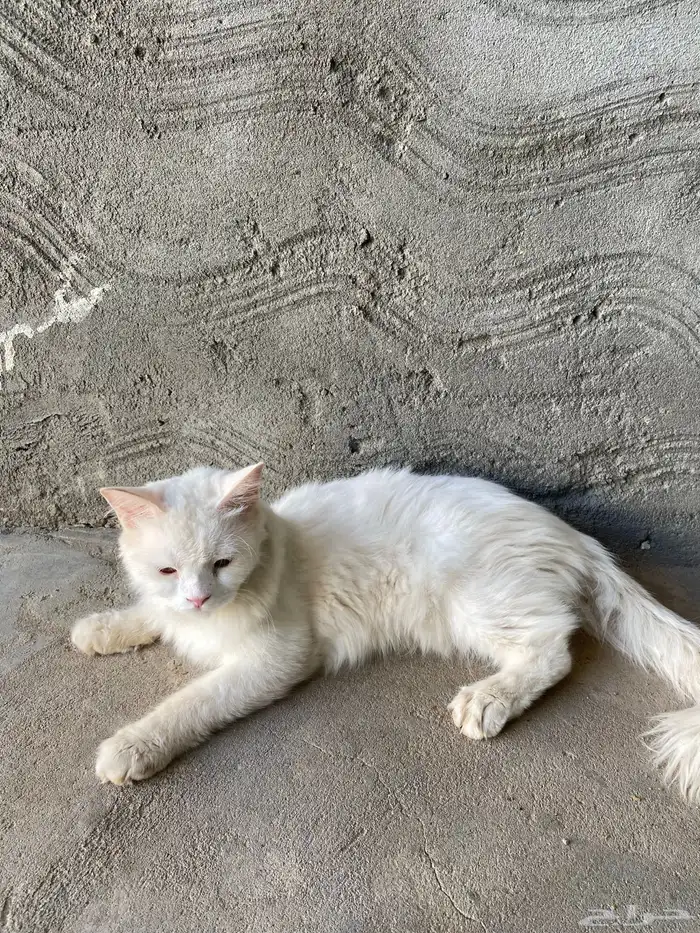 قط شيرازي 0