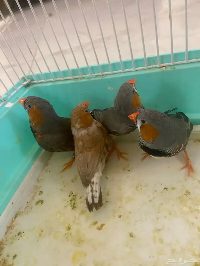 4 طيور زيبرا البيع مستعجل 2