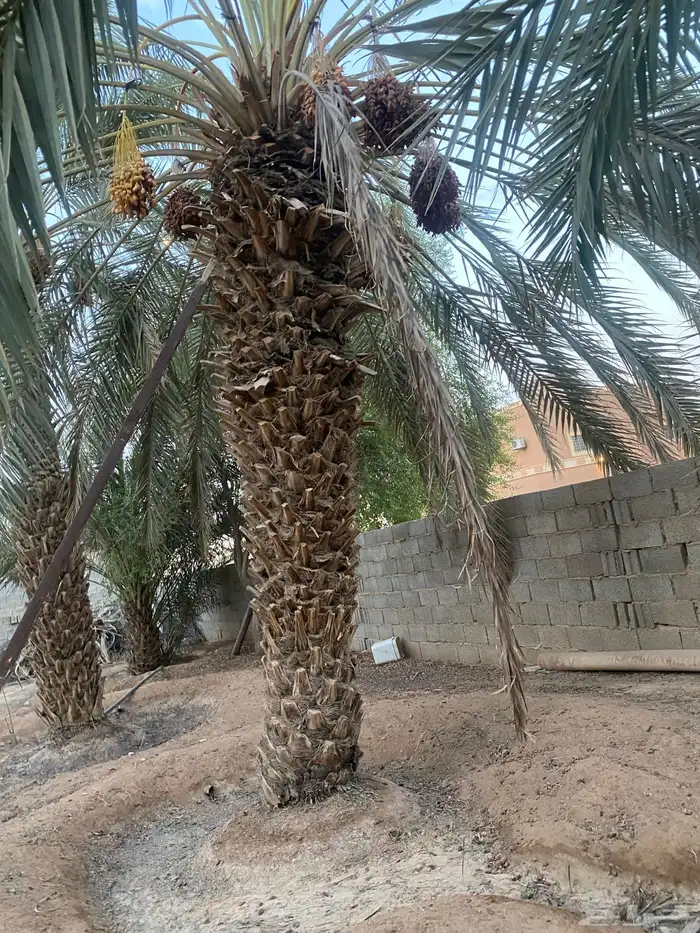 نخل طوال عدد 20 سلج وخضري 8