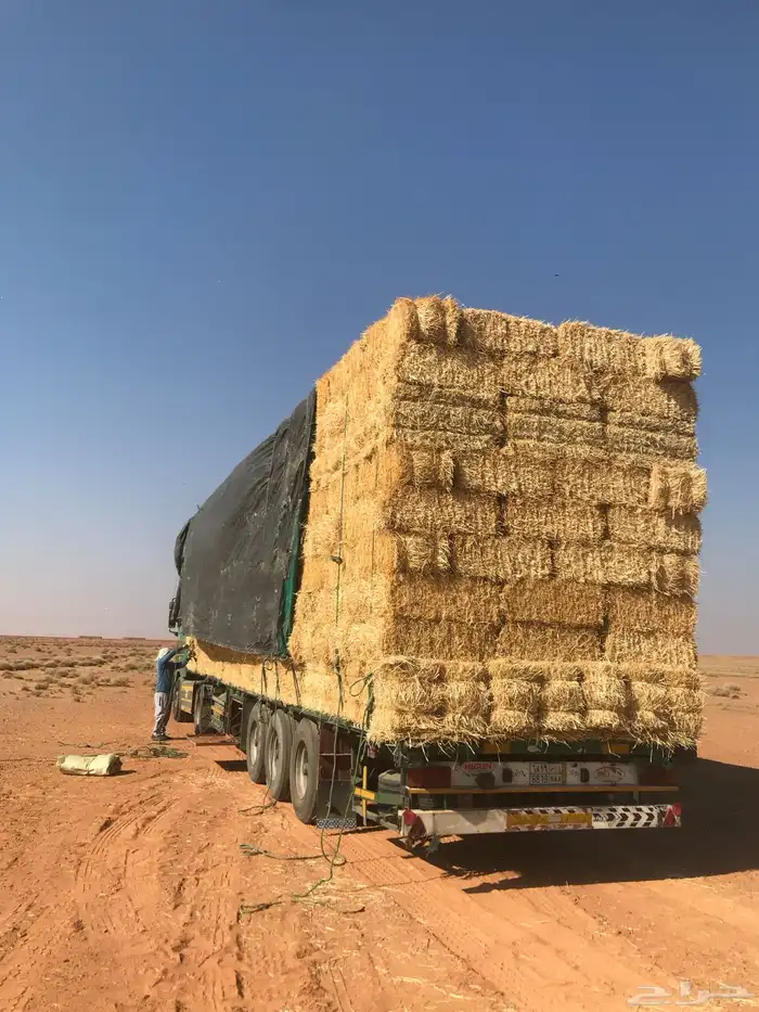 للبيع اكوام تبن سنه23 وسنه24 لايجي الا الصامل بيع جملة 1