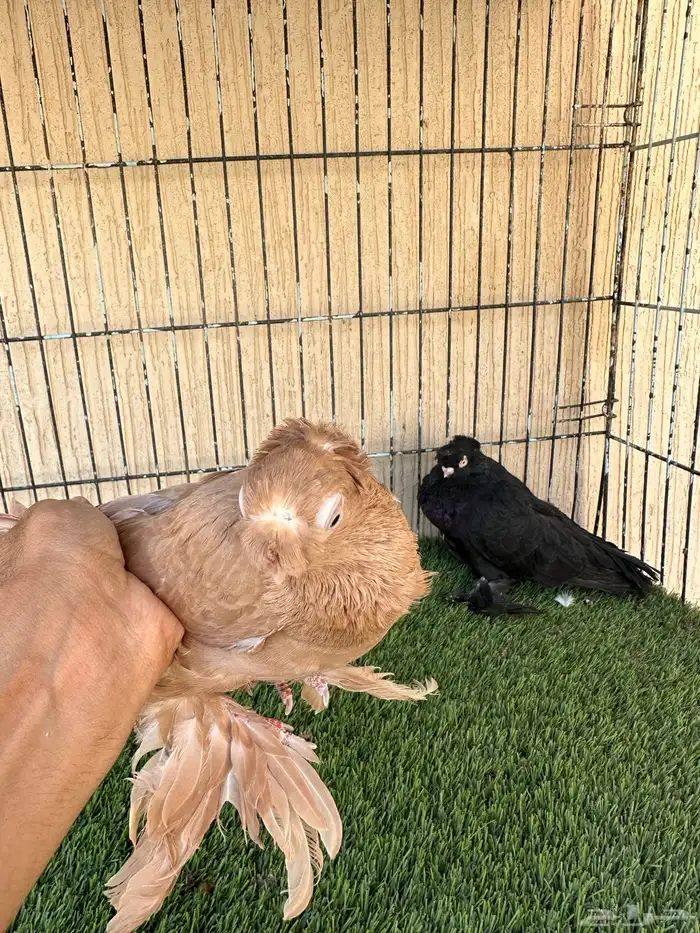 حمام اوزبك جوز منتج من المستويات القوية. للبيع 1