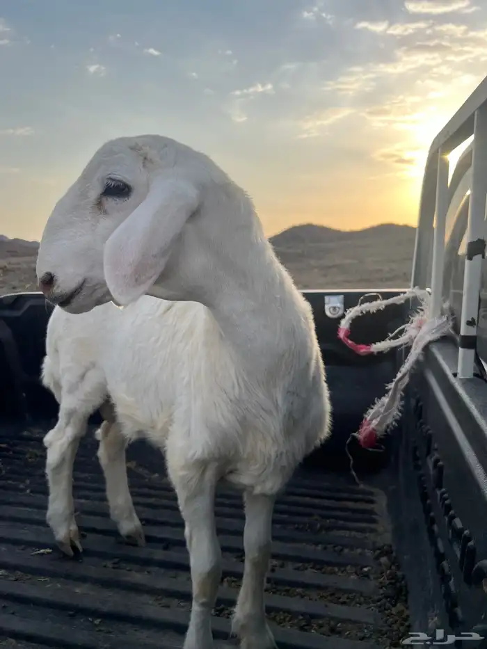 طلي مشروع فحل 0