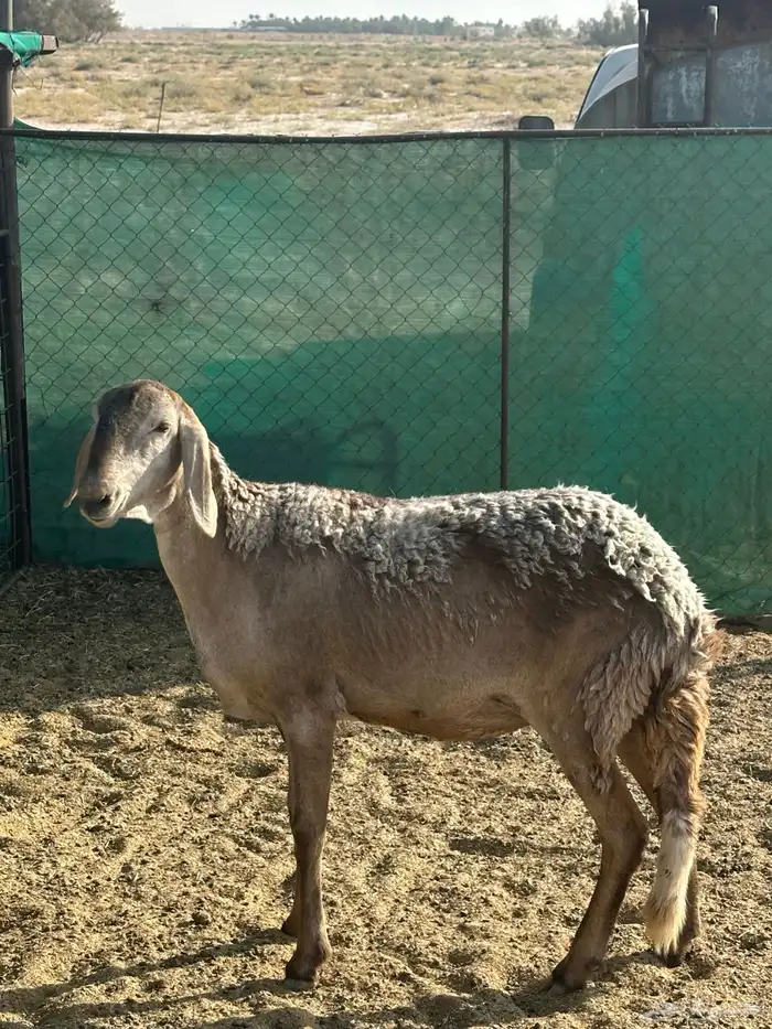 رخل ساكنيه 2