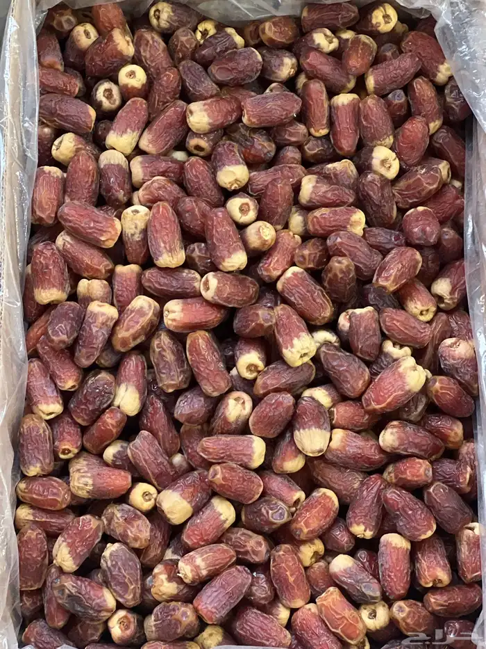 صقعي أحمر مطوق حبة كبيرة 4