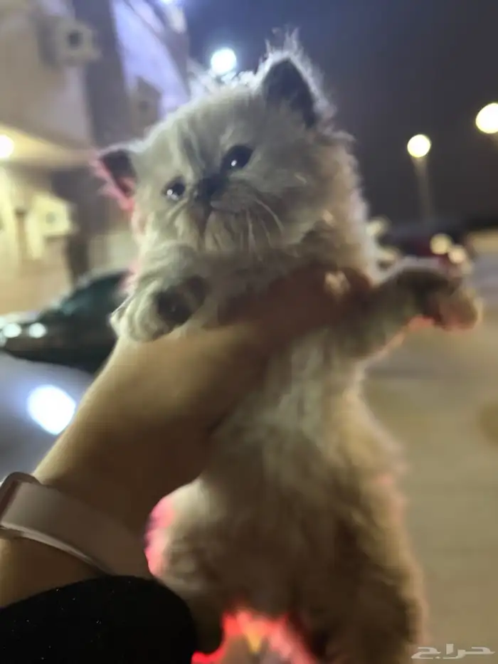 قطط بيرشن وهيمالايا 0
