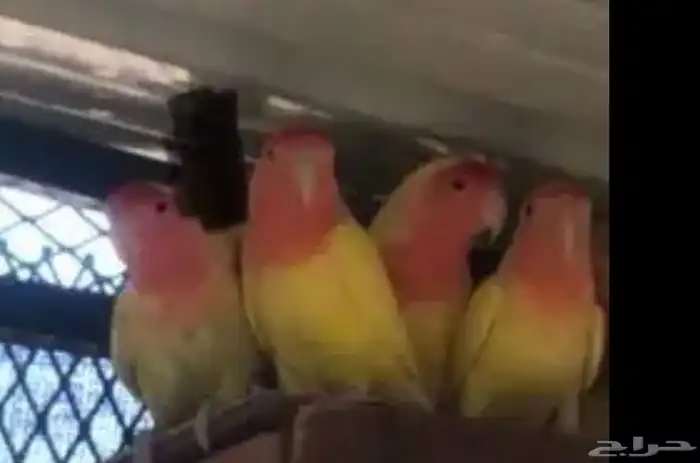 جوزين روز رد فيس 4