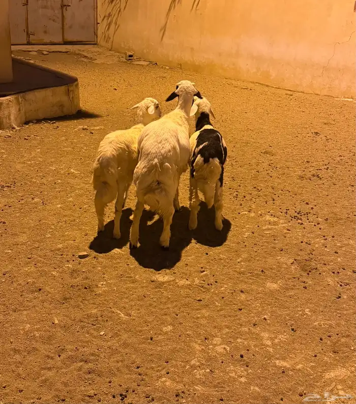 خرافان ثلاجة 2