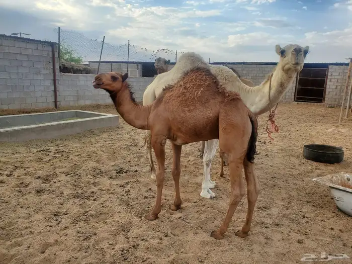 نياق للبيع 8