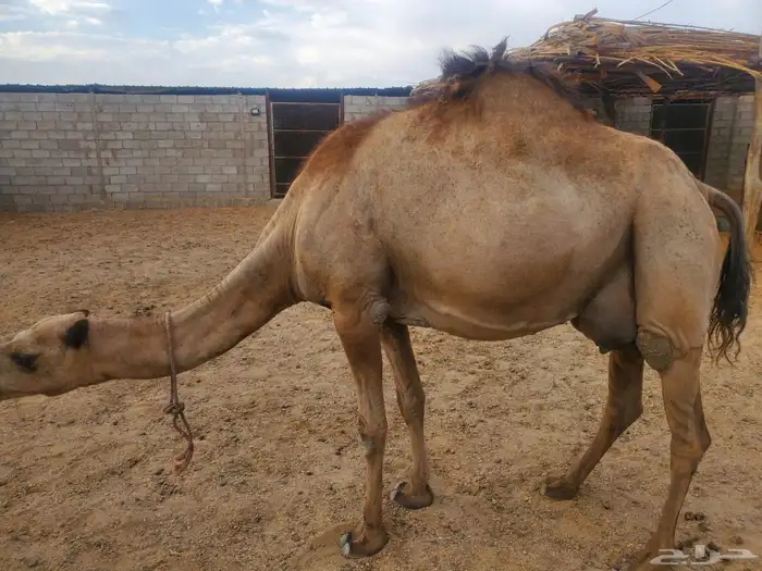 نياق للبيع 3