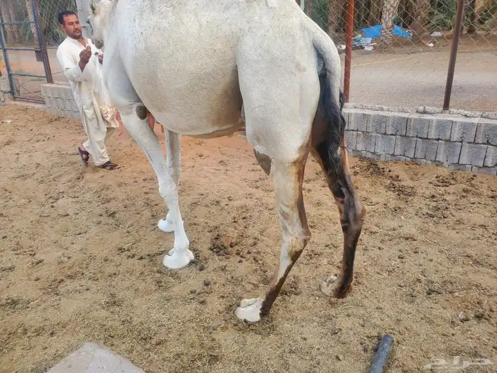 نياق للبيع 2