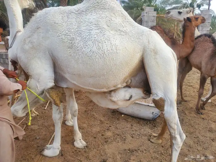نياق للبيع 6