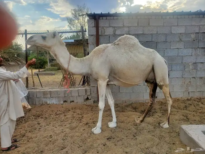 نياق للبيع 1