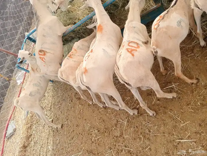 تيوس جدعان تنيان لأصحاب الجمله والملاحم والتفريد 0